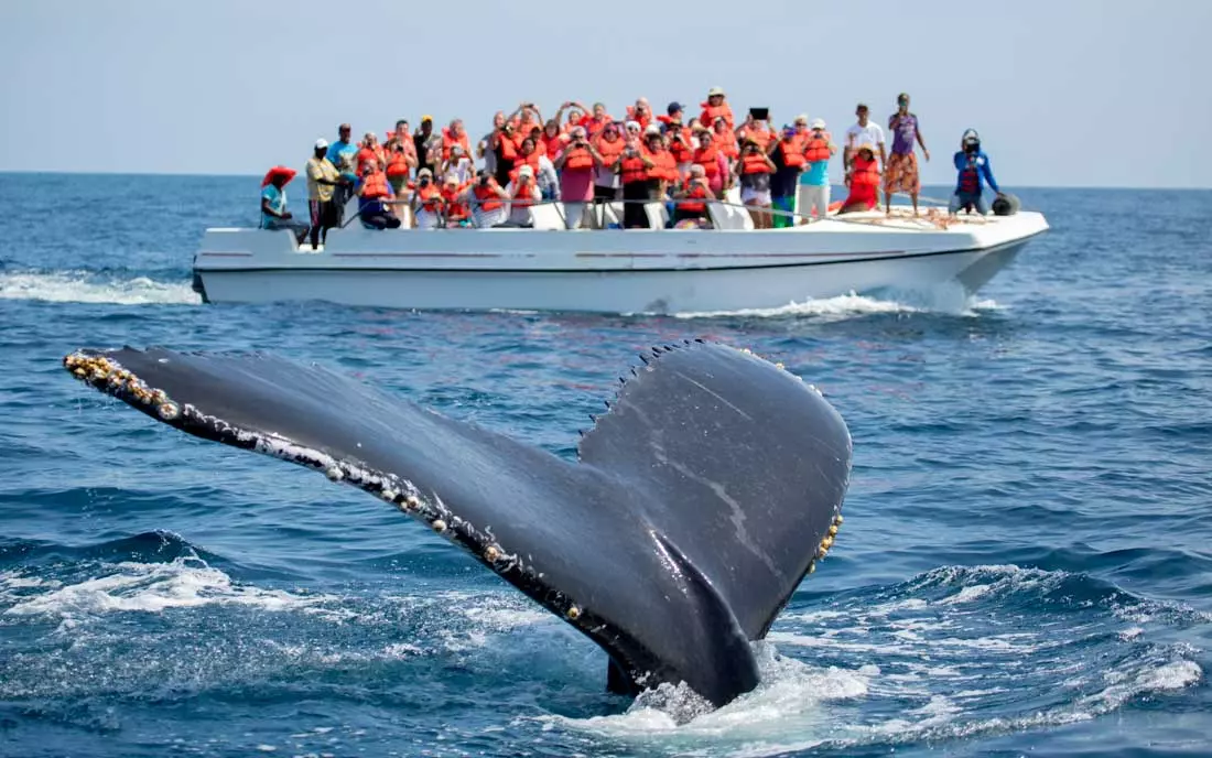 Avistamiento de Ballenas en Samaná